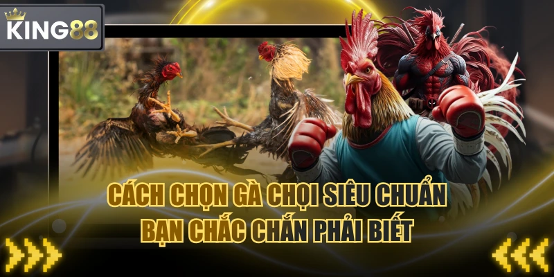 Cách Chọn Gà Chọi Siêu Chuẩn Bạn Chắc Chắn Phải Biết