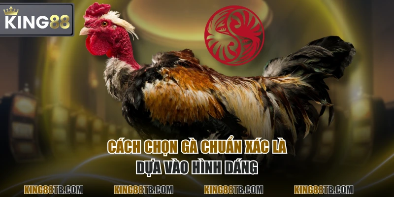 Cách chọn gà chuẩn xác là dựa vào hình dáng