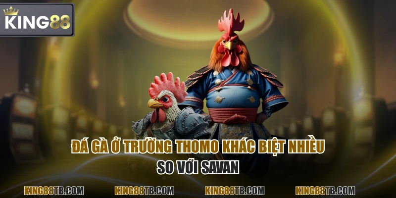 Đá gà ở trường Thomo khác biệt nhiều so với Savan
